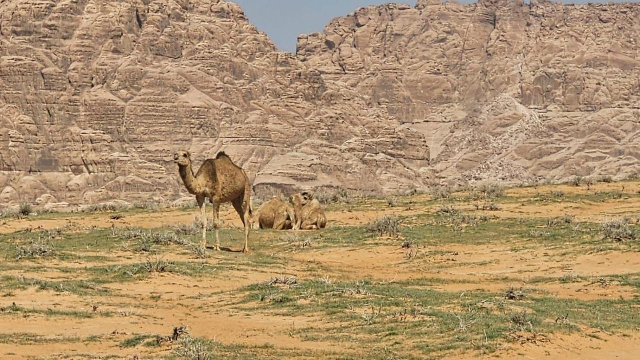 Tamim Luxury Wadi Rum Camp Exteriör bild